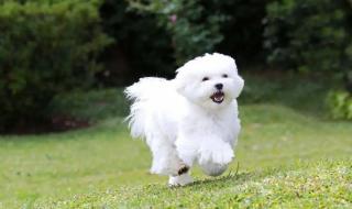 世界上最贵的藏獒